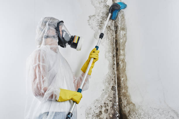 Best Office Mold Removal Services  in Barclay, NJ
