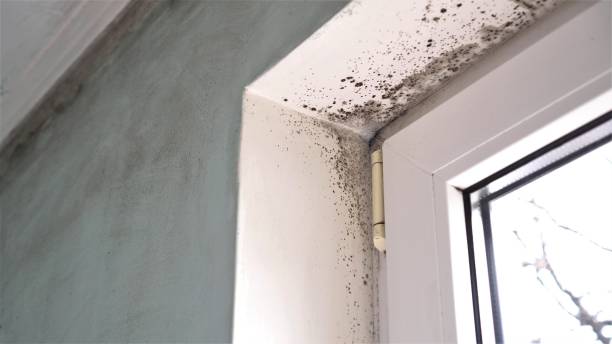 Best Fast Mold Removal  in Barclay, NJ