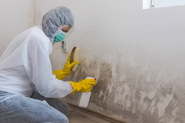 Best Professional Mold Removal  in Barclay, NJ