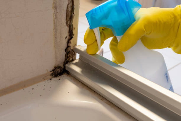 Best Commercial Mold Removal  in Barclay, NJ