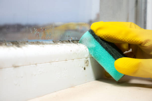 Best Mold Removal and Inspection  in Barclay, NJ