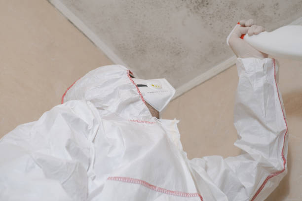 Trusted Barclay, NJ Mold Removal Experts
