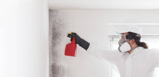 Best Best Mold Removal Companies  in Barclay, NJ