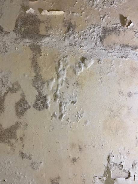 Trusted Barclay, NJ Mold Removal Experts