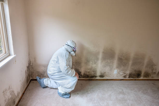 Best Affordable Mold Removal  in Barclay, NJ