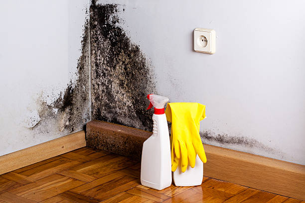 Best Local Mold Removal Service  in Barclay, NJ