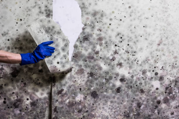 Best Black Mold Removal  in Barclay, NJ